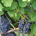 Cabernet Cantor