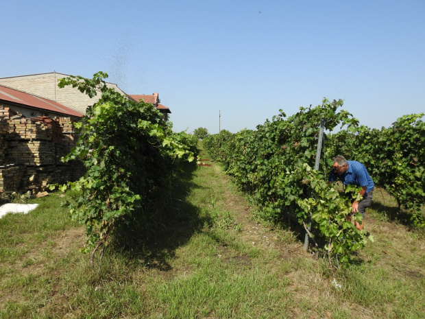 Vindulo Pannonia