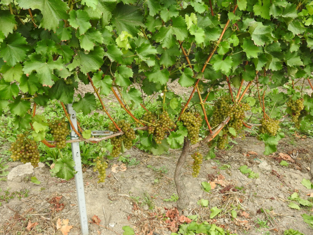 Sauvignon Kretos krzew