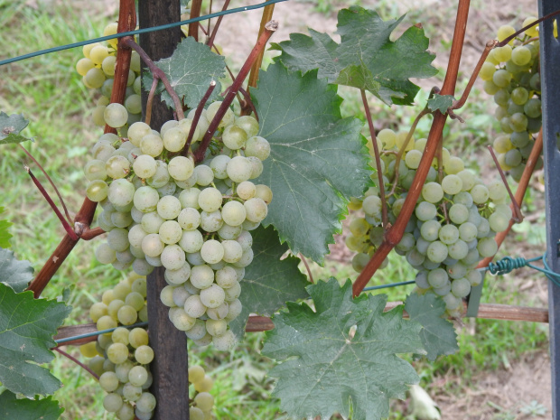 Pannonia grona 1